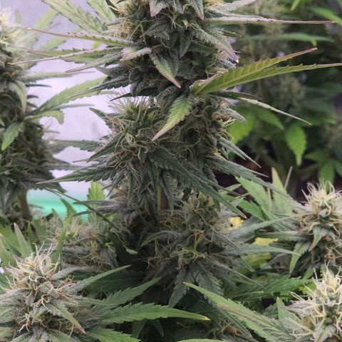 Candy Kush growlog timeline photo