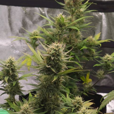 Candy Kush growlog timeline photo