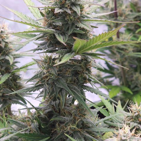 Candy Kush growlog timeline photo