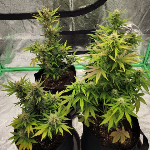 Candy Kush growlog timeline photo