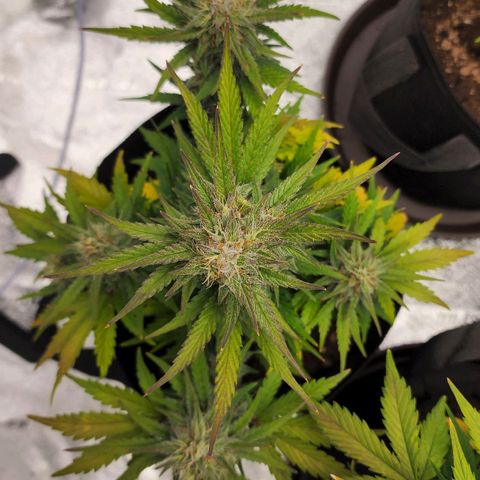 Candy Kush growlog timeline photo