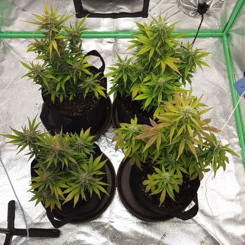 Candy Kush growlog timeline photo