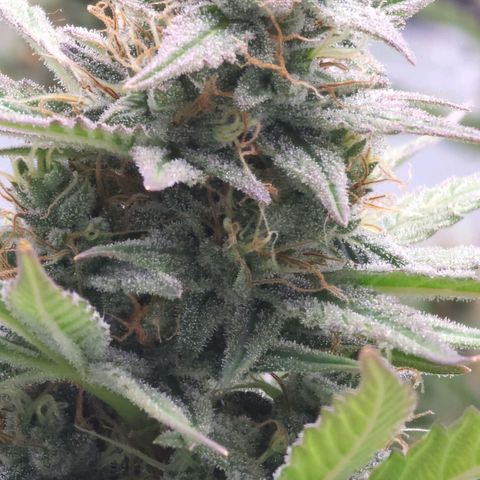Candy Kush growlog timeline photo