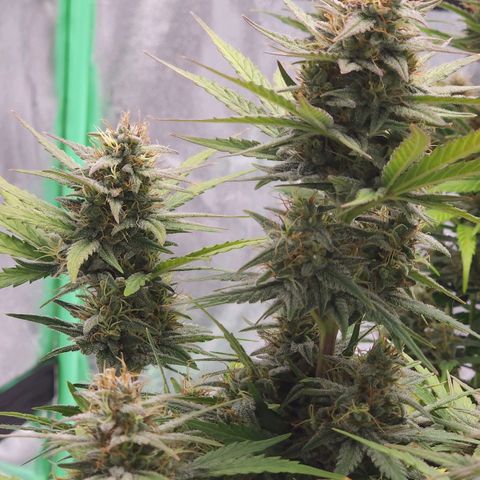 Candy Kush growlog timeline photo
