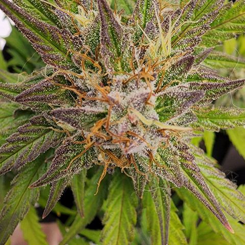 Candy Kush growlog timeline photo