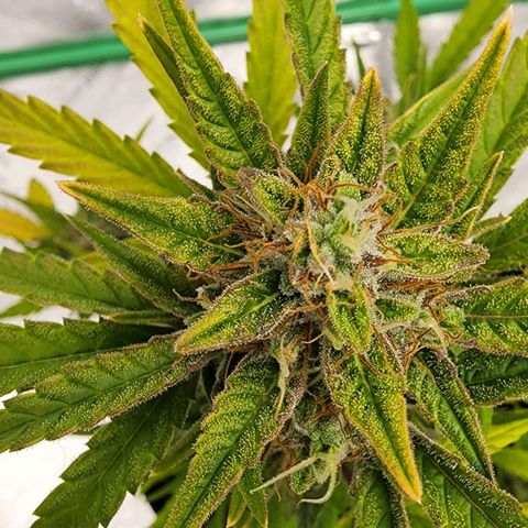 Candy Kush growlog timeline photo