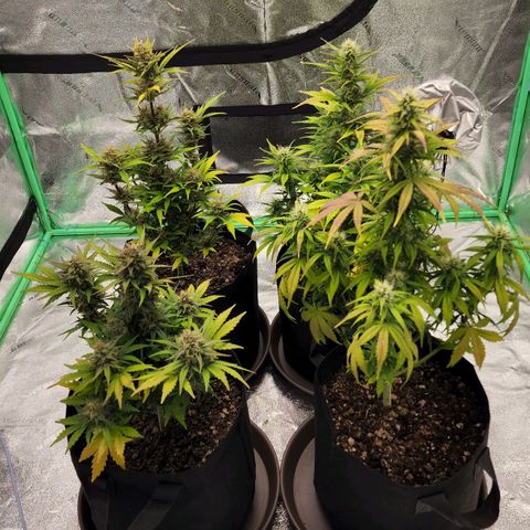 Candy Kush growlog timeline photo