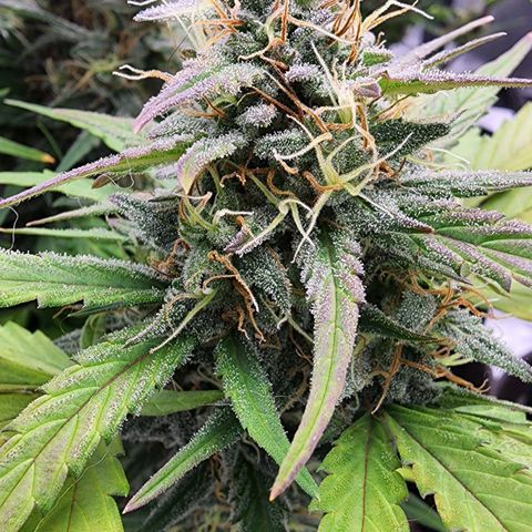 Candy Kush growlog timeline photo