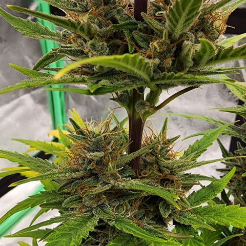 Candy Kush growlog timeline photo