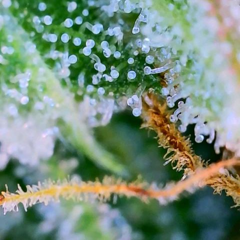 Candy Kush growlog timeline photo