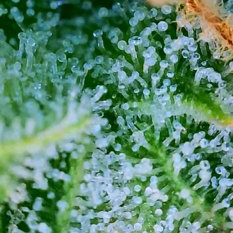 Candy Kush growlog timeline photo
