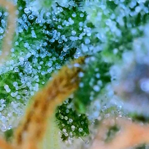 Candy Kush growlog timeline photo
