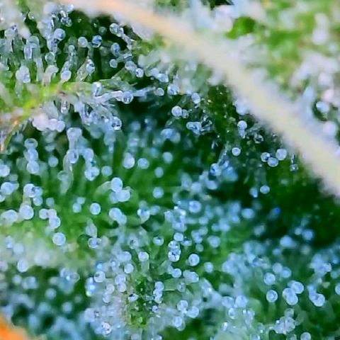 Candy Kush growlog timeline photo