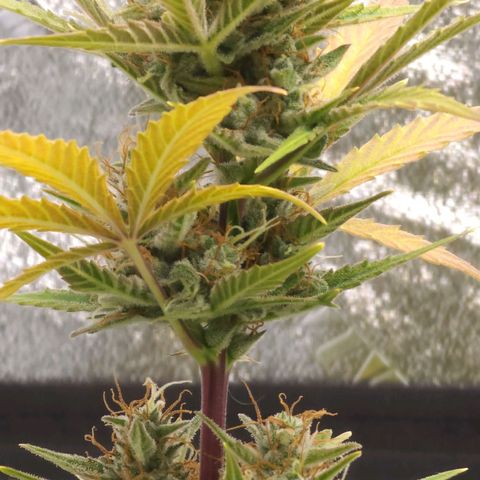 Candy Kush growlog timeline photo