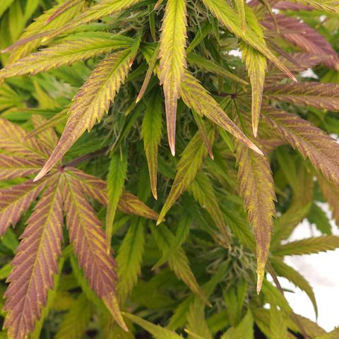 Candy Kush growlog timeline photo