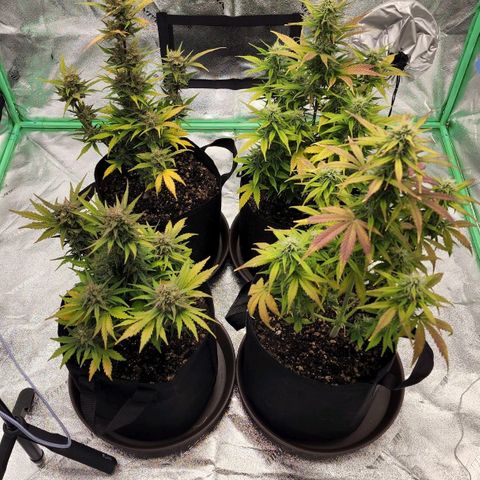 Candy Kush growlog timeline photo