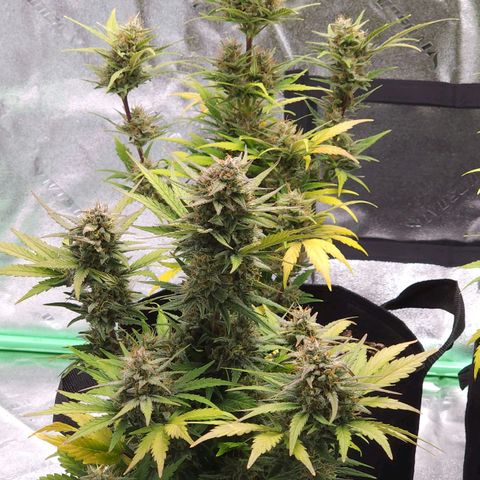 Candy Kush growlog timeline photo
