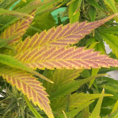 Candy Kush growlog timeline photo