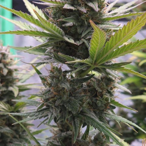 Candy Kush growlog timeline photo