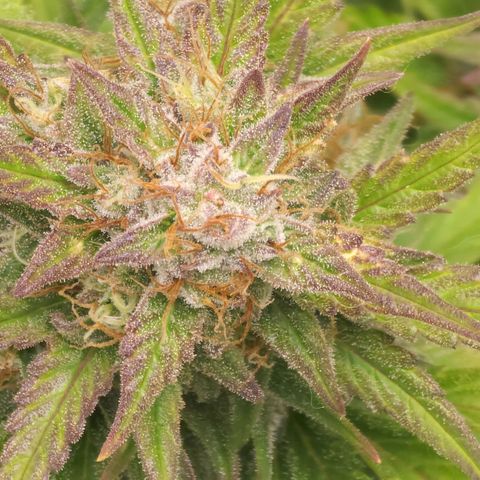 Candy Kush growlog timeline photo