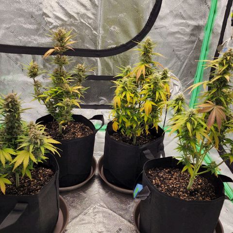Candy Kush growlog timeline photo