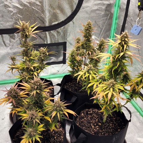 Candy Kush growlog timeline photo