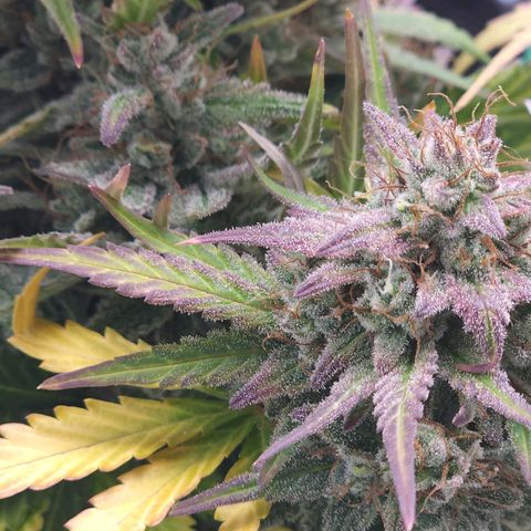 Candy Kush growlog timeline photo