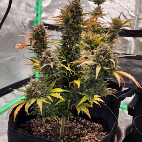 Candy Kush growlog timeline photo
