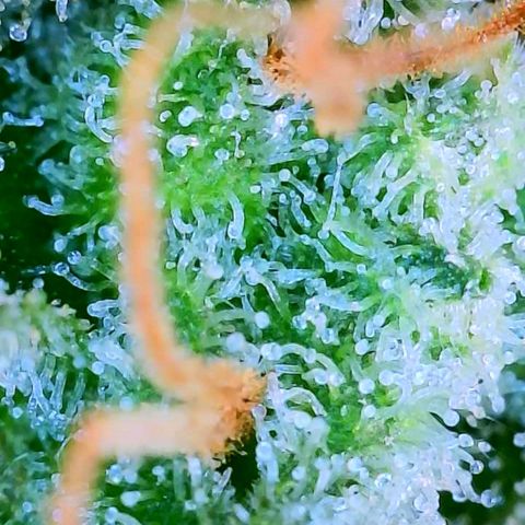 Candy Kush growlog timeline photo