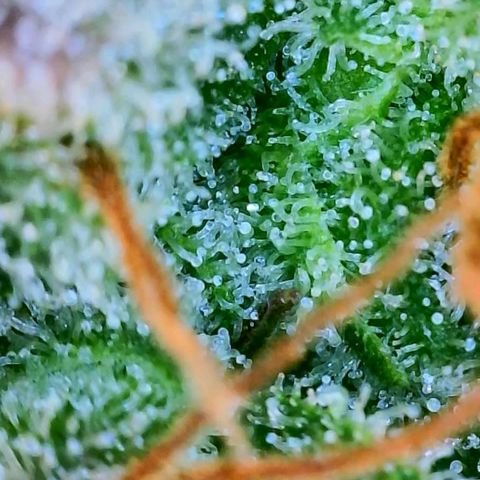 Candy Kush growlog timeline photo
