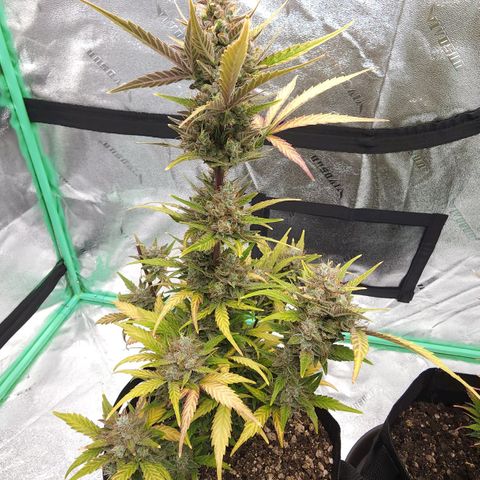 Candy Kush growlog timeline photo