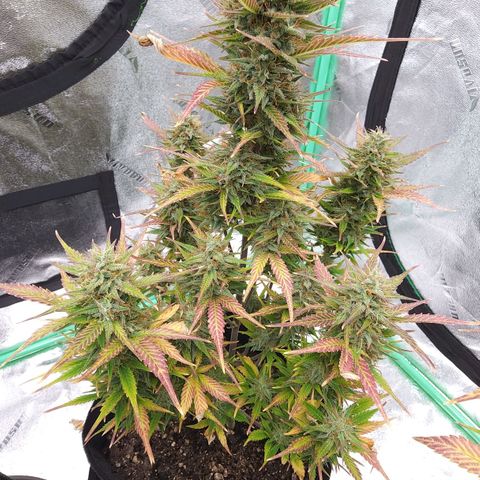 Candy Kush growlog timeline photo