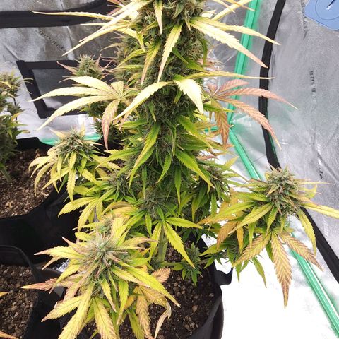 Candy Kush growlog timeline photo
