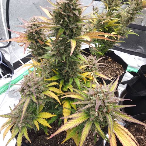 Candy Kush growlog timeline photo