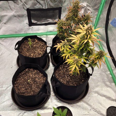 Candy Kush growlog photo: Two of the plants seemed ready for harvest so they're hanging in the dry tent now!! The other 2 need some more time... Which is great since the dry tent is pretty full.