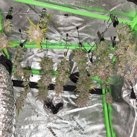 Candy Kush growlog photo: Two of the plants seemed ready for harvest so they're hanging in the dry tent now!! The other 2 need some more time... Which is great since the dry tent is pretty full.