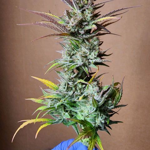 Candy Kush growlog photo: Two of the plants seemed ready for harvest so they're hanging in the dry tent now!! The other 2 need some more time... Which is great since the dry tent is pretty full.