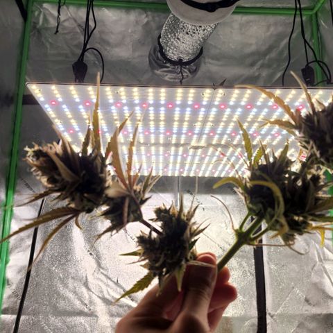 Candy Kush growlog photo: Two of the plants seemed ready for harvest so they're hanging in the dry tent now!! The other 2 need some more time... Which is great since the dry tent is pretty full.