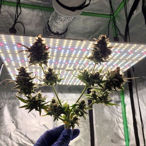 Candy Kush growlog photo: Two of the plants seemed ready for harvest so they're hanging in the dry tent now!! The other 2 need some more time... Which is great since the dry tent is pretty full.