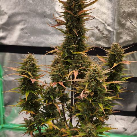 Candy Kush growlog timeline photo