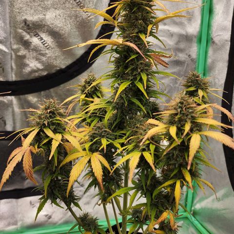 Candy Kush growlog timeline photo