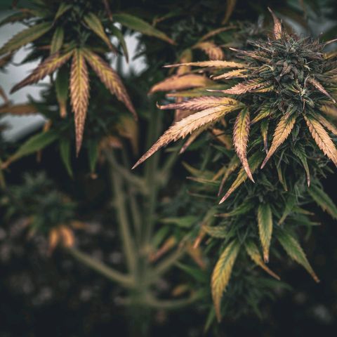 Candy Kush growlog timeline photo