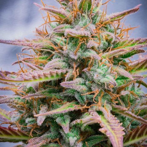 Candy Kush growlog timeline photo
