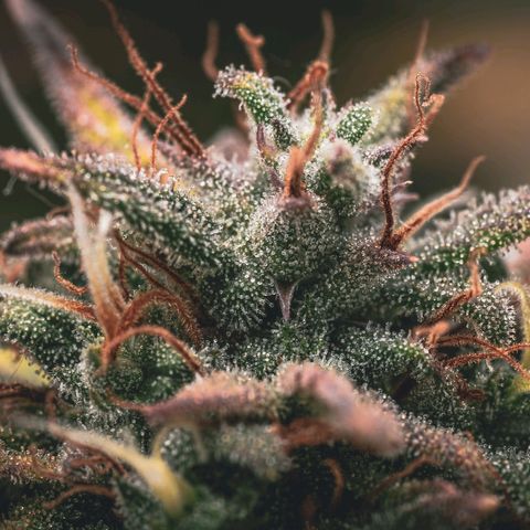 Candy Kush growlog timeline photo