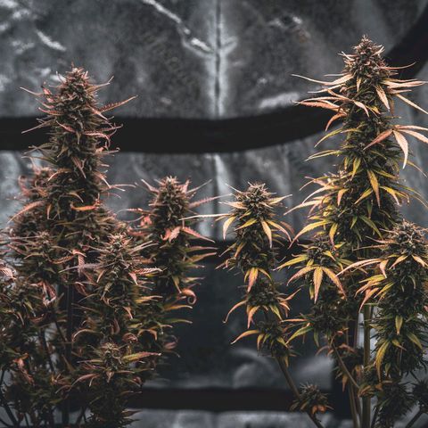 Candy Kush growlog timeline photo