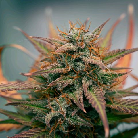Candy Kush growlog timeline photo
