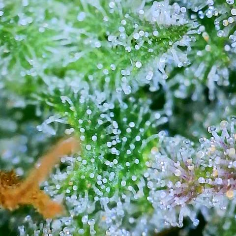 Candy Kush growlog timeline photo