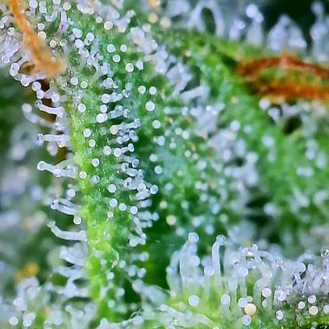 Candy Kush growlog timeline photo