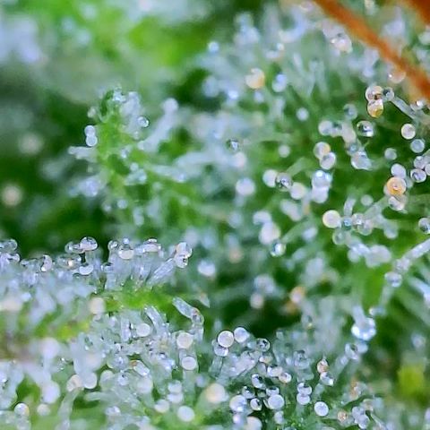 Candy Kush growlog timeline photo