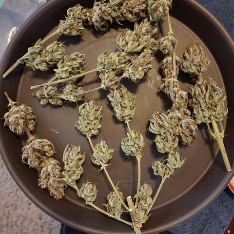 Candy Kush growlog timeline photo